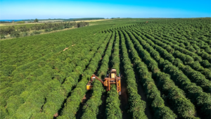 O descobrimento do grão de café